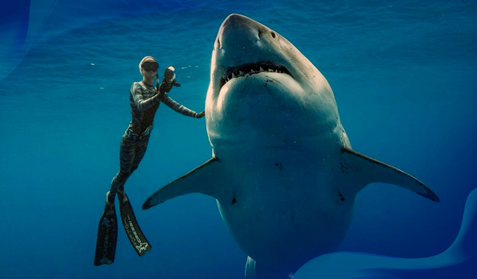 Free diver swimming alongside a giant shark in open water, gently touching the shark near its dorsal fin.